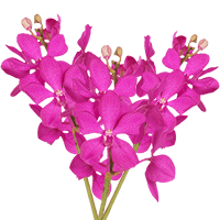 Qty of Pink Calypso Orchids For Delivery to Royal_Oak, Michigan