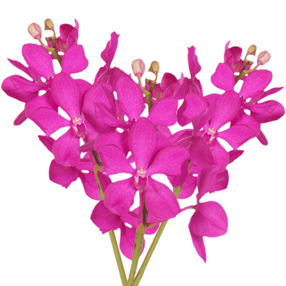 Qty of Pink Calypso Orchids For Delivery to Plainfield, Illinois
