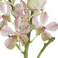 Orchids Tago Christine 90 Stems (HB) For Delivery to Flushing, New_York