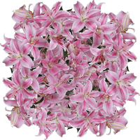 (2HB) Oriental Lilies Pink 20 Bunches For Delivery to Nebraska