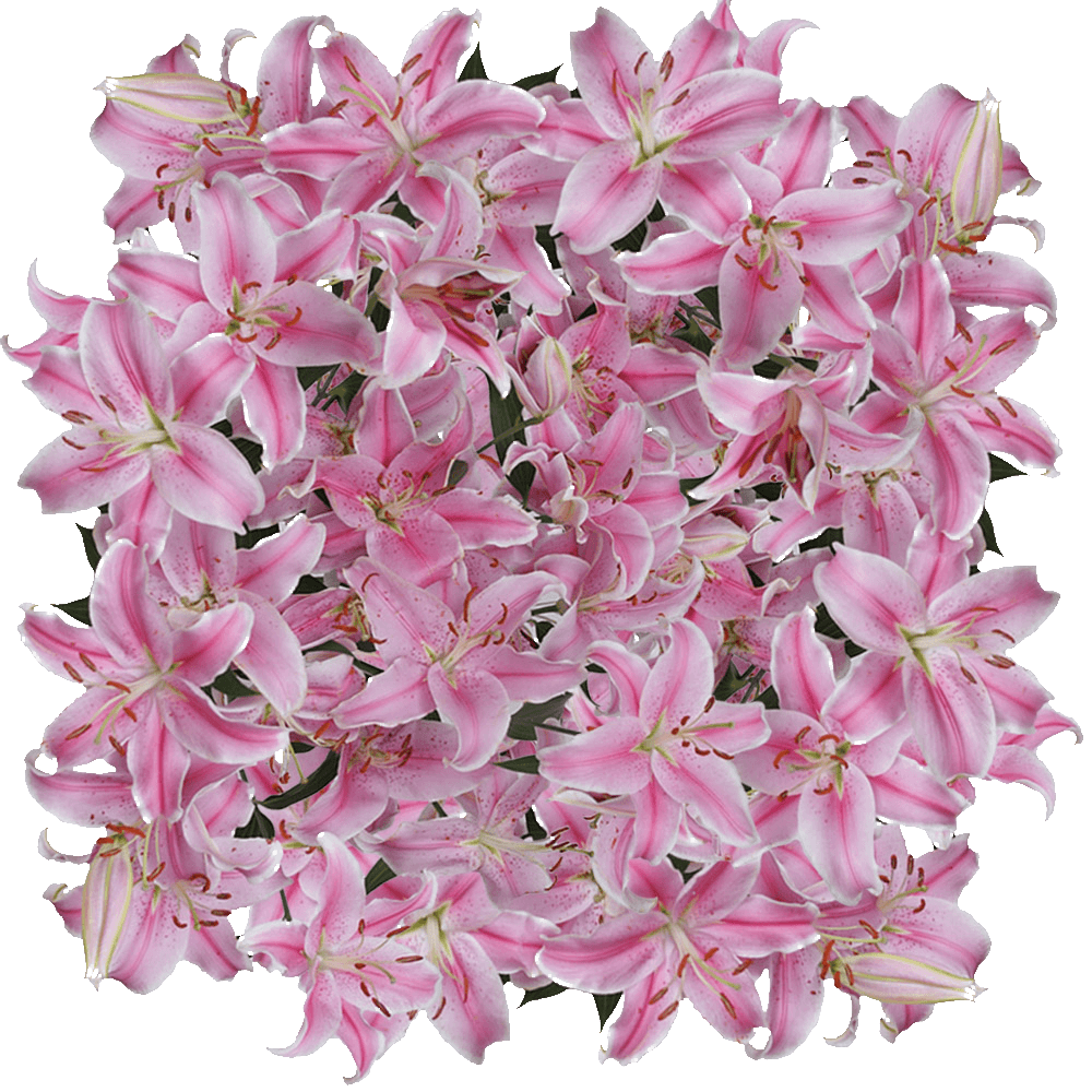 Buy Pink Oriental Lilies