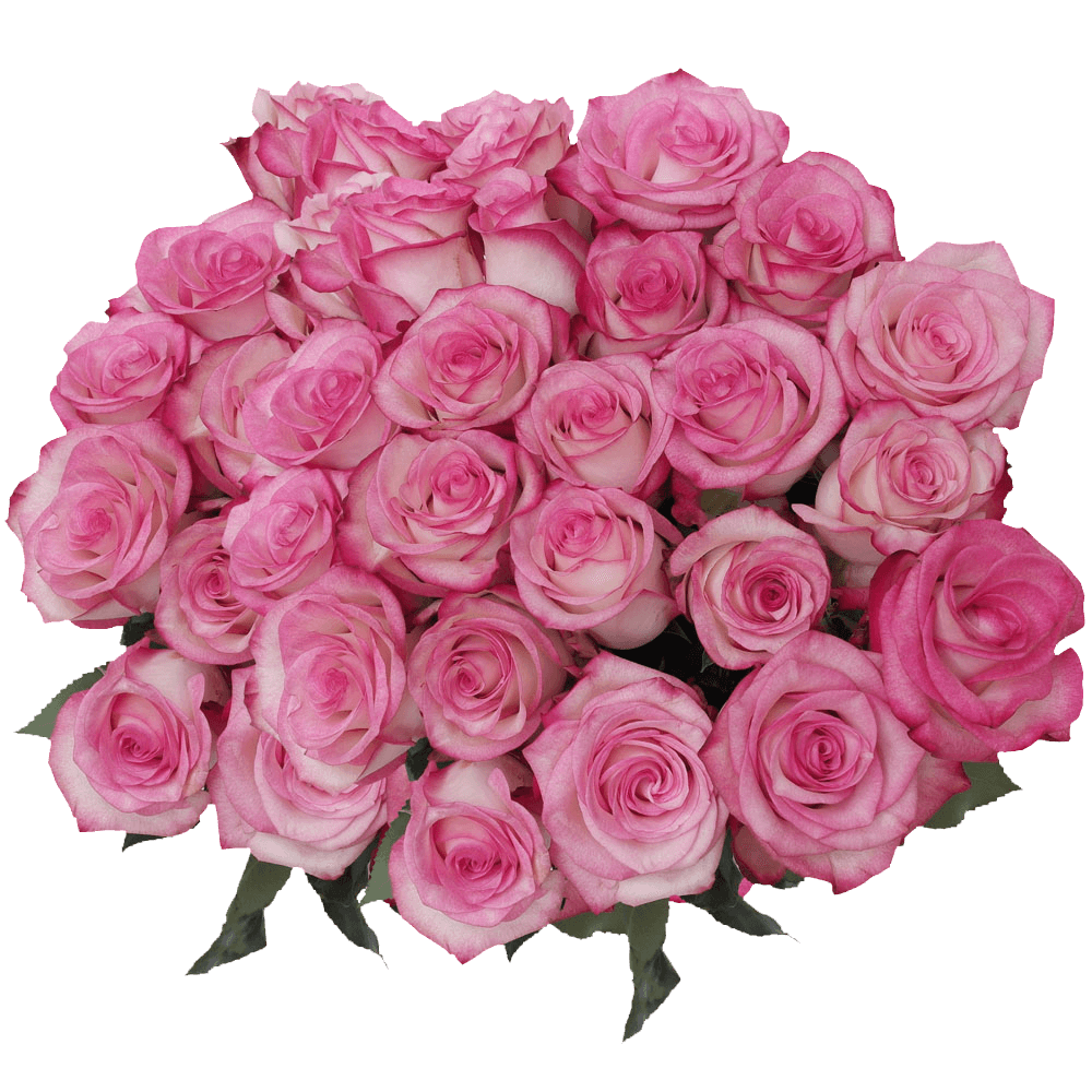 (QB) Rose Long Bicolor Paloma For Delivery to Santa_Maria, California