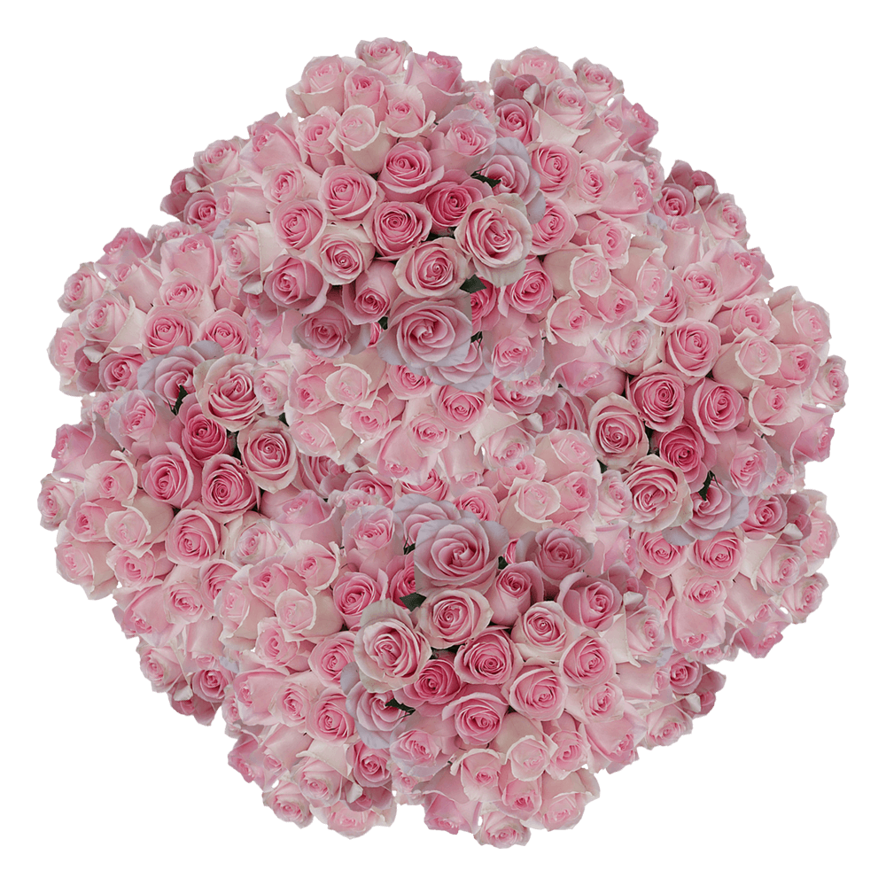 Buy Pink Roses Bulk Flower Delivery Online