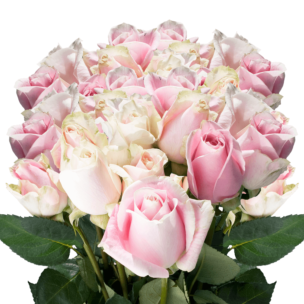 Buy Premium Light Soft Pink Roses Online