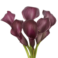 (OC) Mini-Callas Purple 6 Bunches For Delivery to Gaylord, Michigan