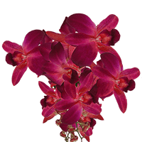 (OC) Dendrobium Red Sonia 40 For Delivery to Mebane, North_Carolina