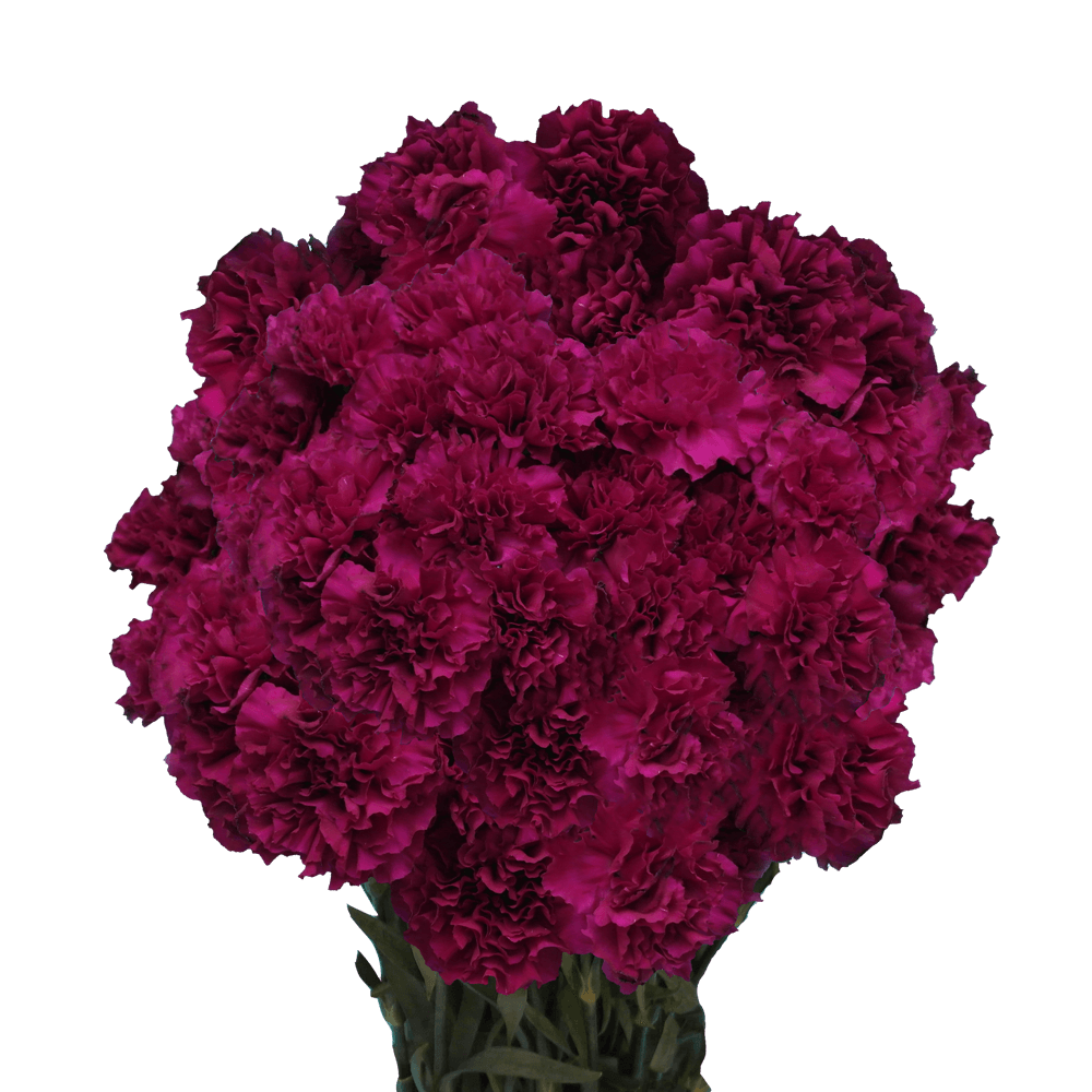 Buy Purple Monsenor Carnations For Sale Online
