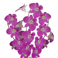 Orchids Queen Pink 20 (OC) For Delivery to Surprise, Arizona