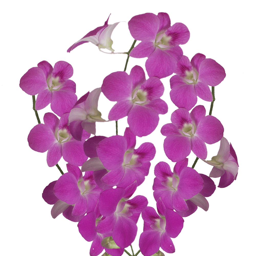 Buy Queen Pink Dendrobium Orchids Online Natural Flowers