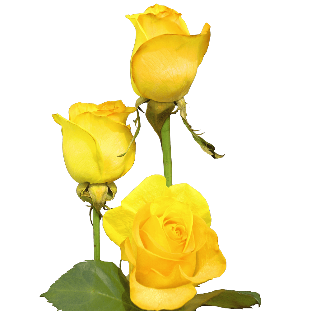 Qty of Yellow and Peach Rainbow Roses For Delivery to South_Pasadena, California