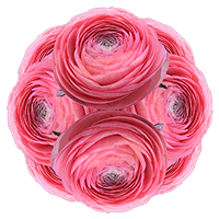 Ranunculus Coral 30Cm 15 Bunches (HB) For Delivery to Durham, North_Carolina