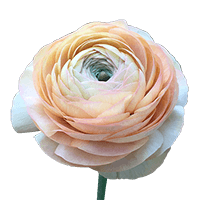 Ranunculus Peach 30Cm 5 Bunches (OC) For Delivery to Marina, California