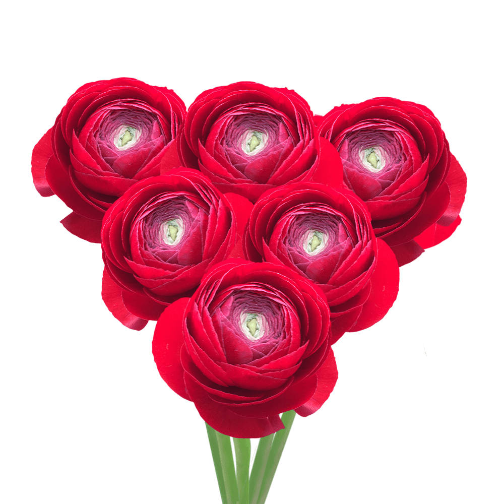 Buy ranunculus Red Flowers For Sale
