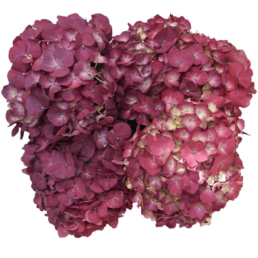 Buy Rasberry Hydrangea Flowers Online