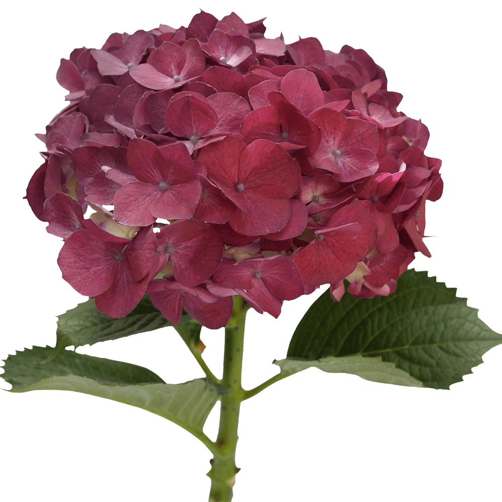 Raspberry Hydrangeas Qty For Delivery to Plano, Texas