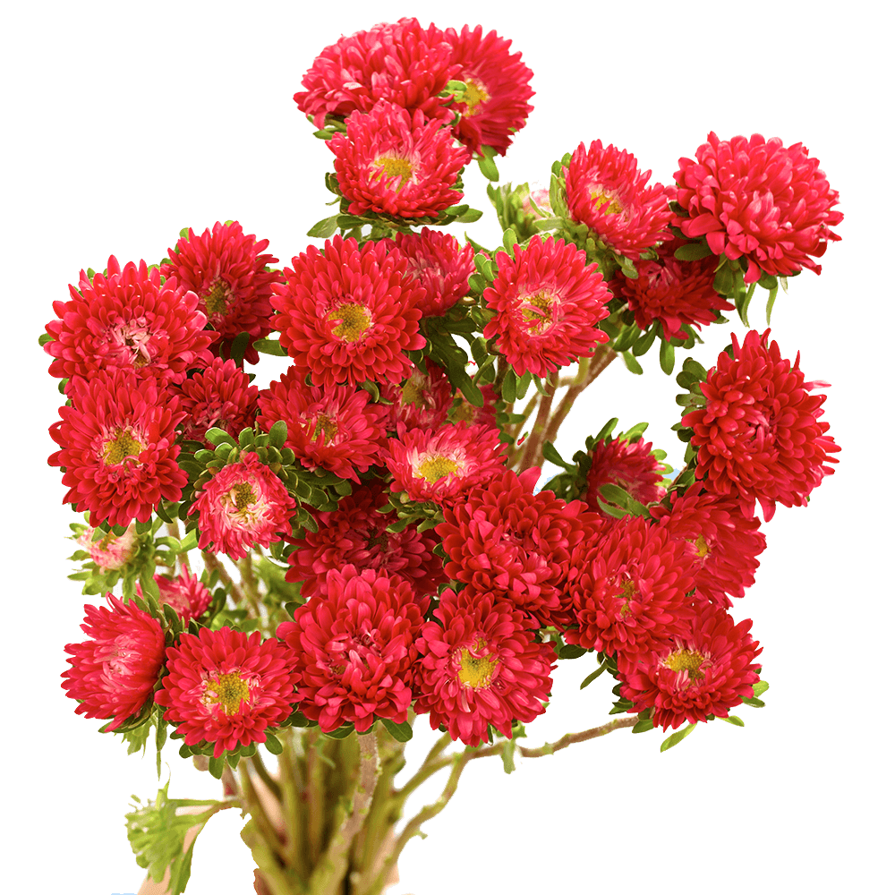 Buy Red Aster Matsumoto Flowers