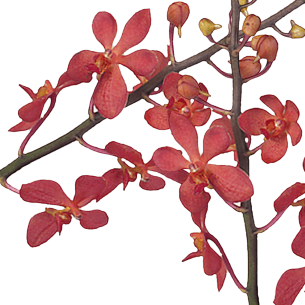 Buy Red Crystal Mokara Orchids  Cheap Flowers Online