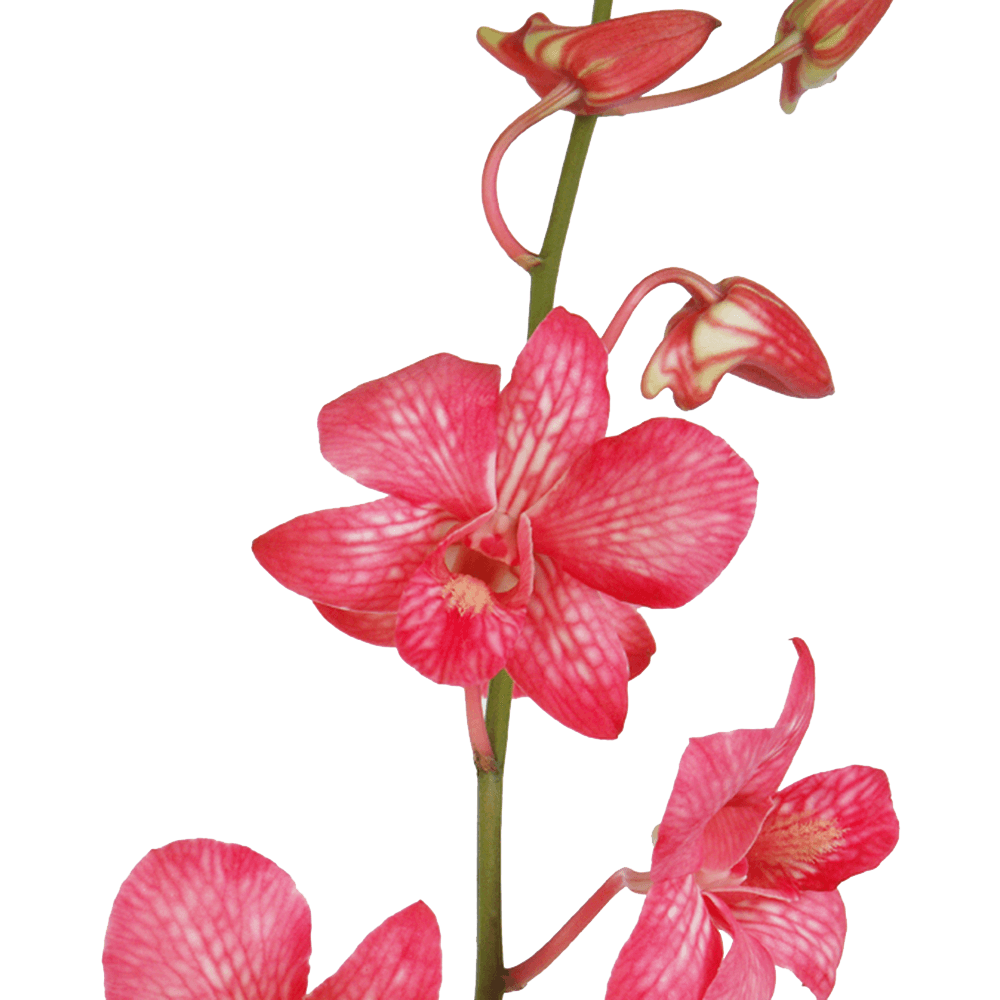Buy Red Dyed Big White Orchids Low Cost Online