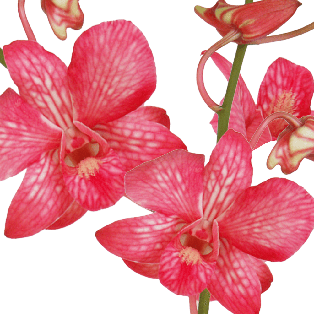 Buy Red Dyed Orchids Discount Flowers