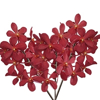 Qty of Red Salaya Orchids For Delivery to Saratoga_Springs, New_York