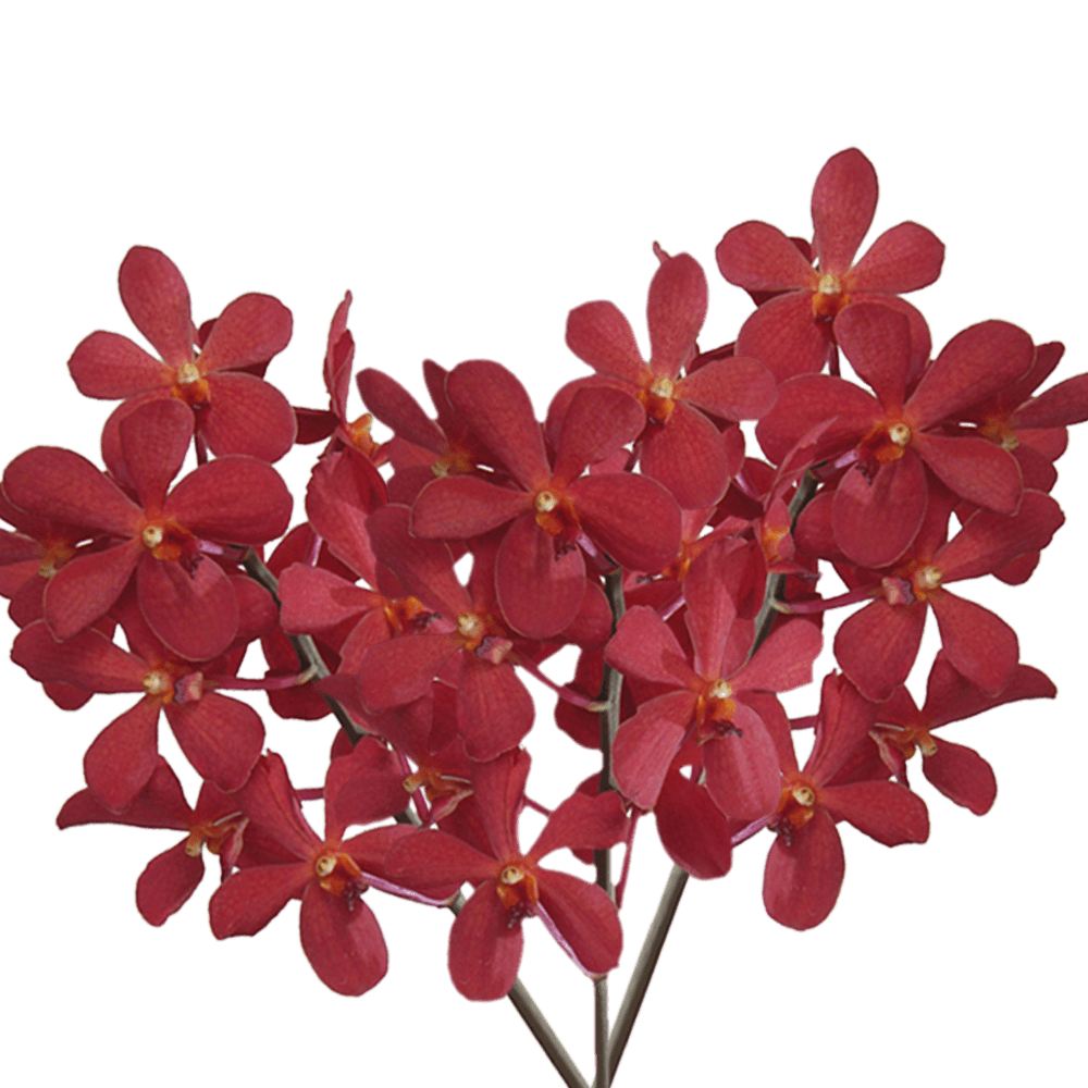 Qty of Red Salaya Orchids For Delivery to Harrisburg, Pennsylvania
