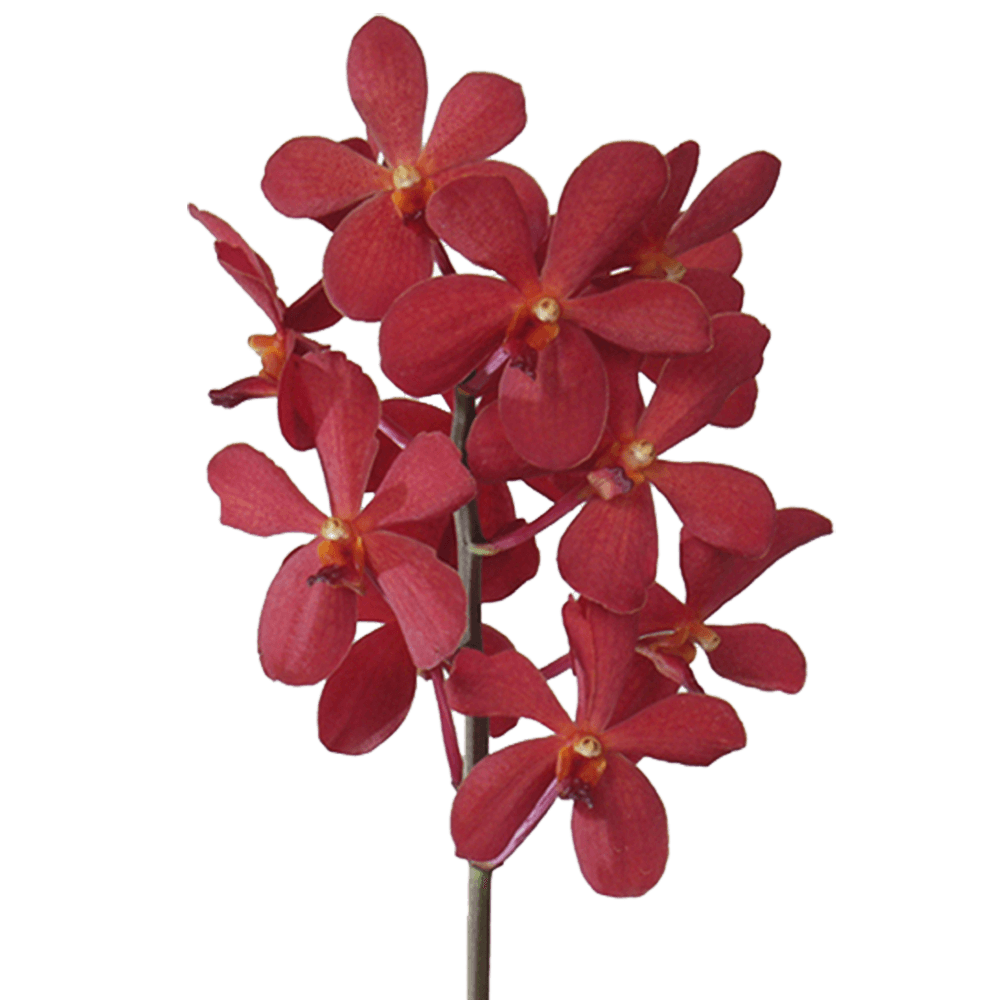 Buy Red Orchids Online Wholesale Prices