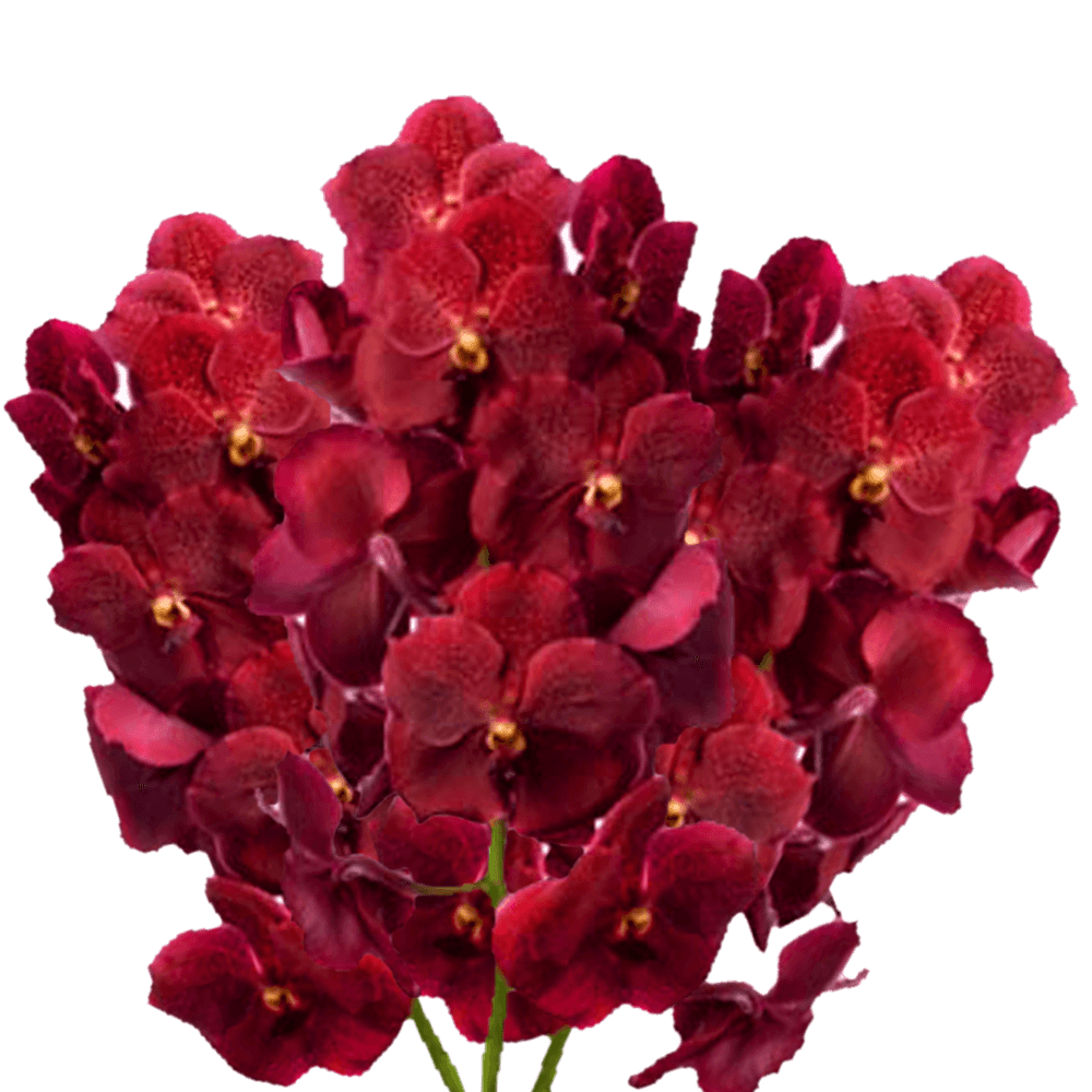 Buy Red Vanda Orchids Fresh Cut Flowers