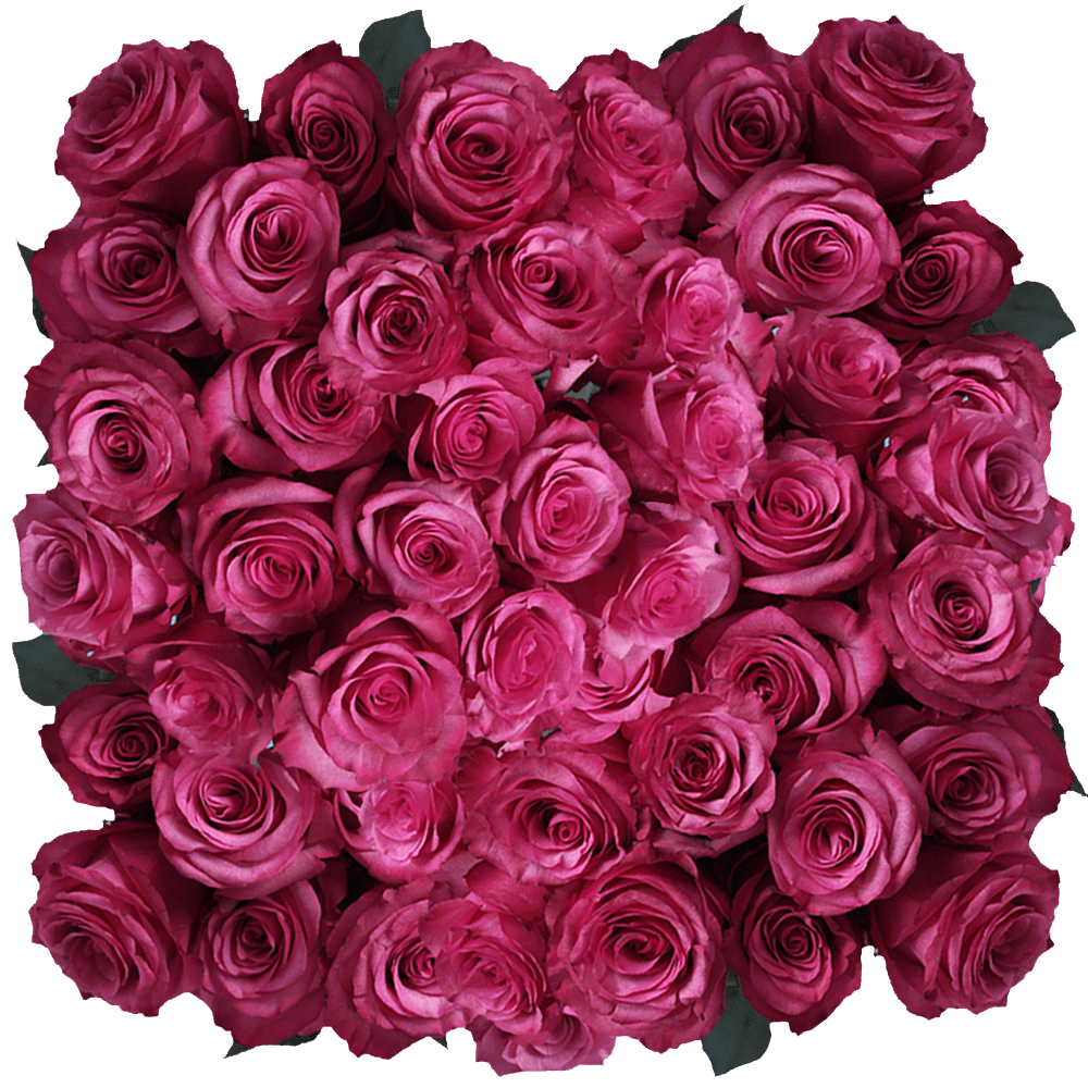 Buy Roses Lola Hot Pink Flowers Bulk Price