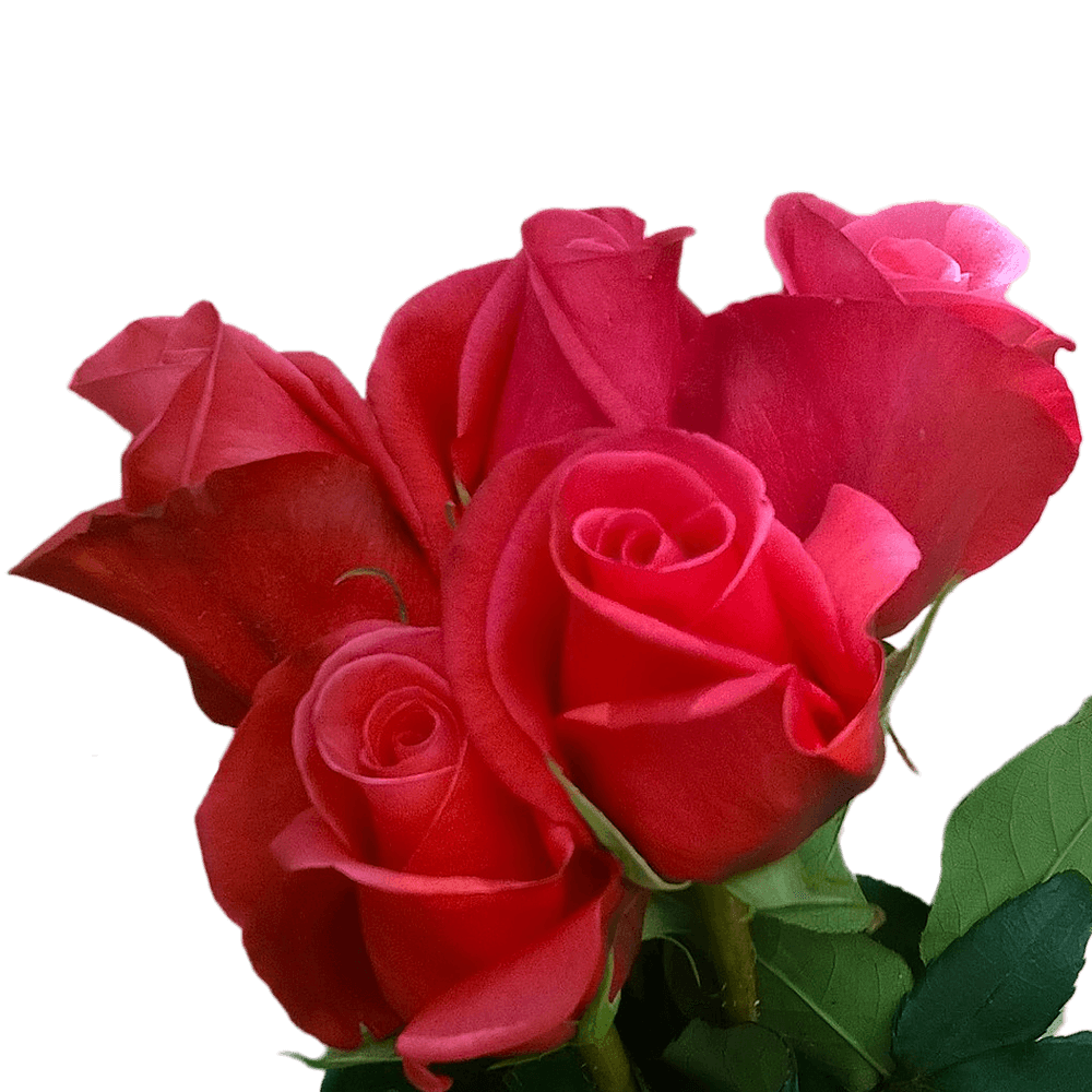 Buy Roses Online Red Coral Fuchsia Roses For Birthday Low Cost Roses