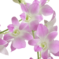 Orchids Sakura 80 (QB) For Delivery to New_Hampshire