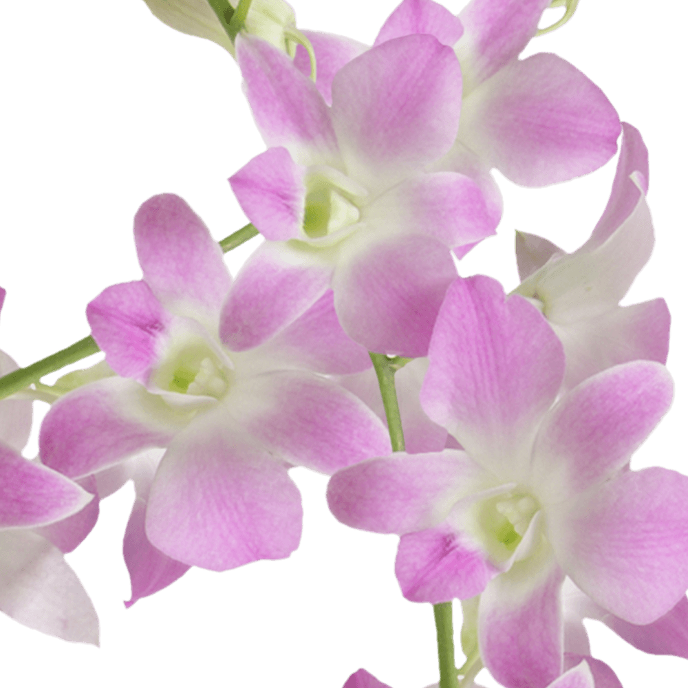 Buy Sakura Dendrobium Orchids Cheap Flowers Online
