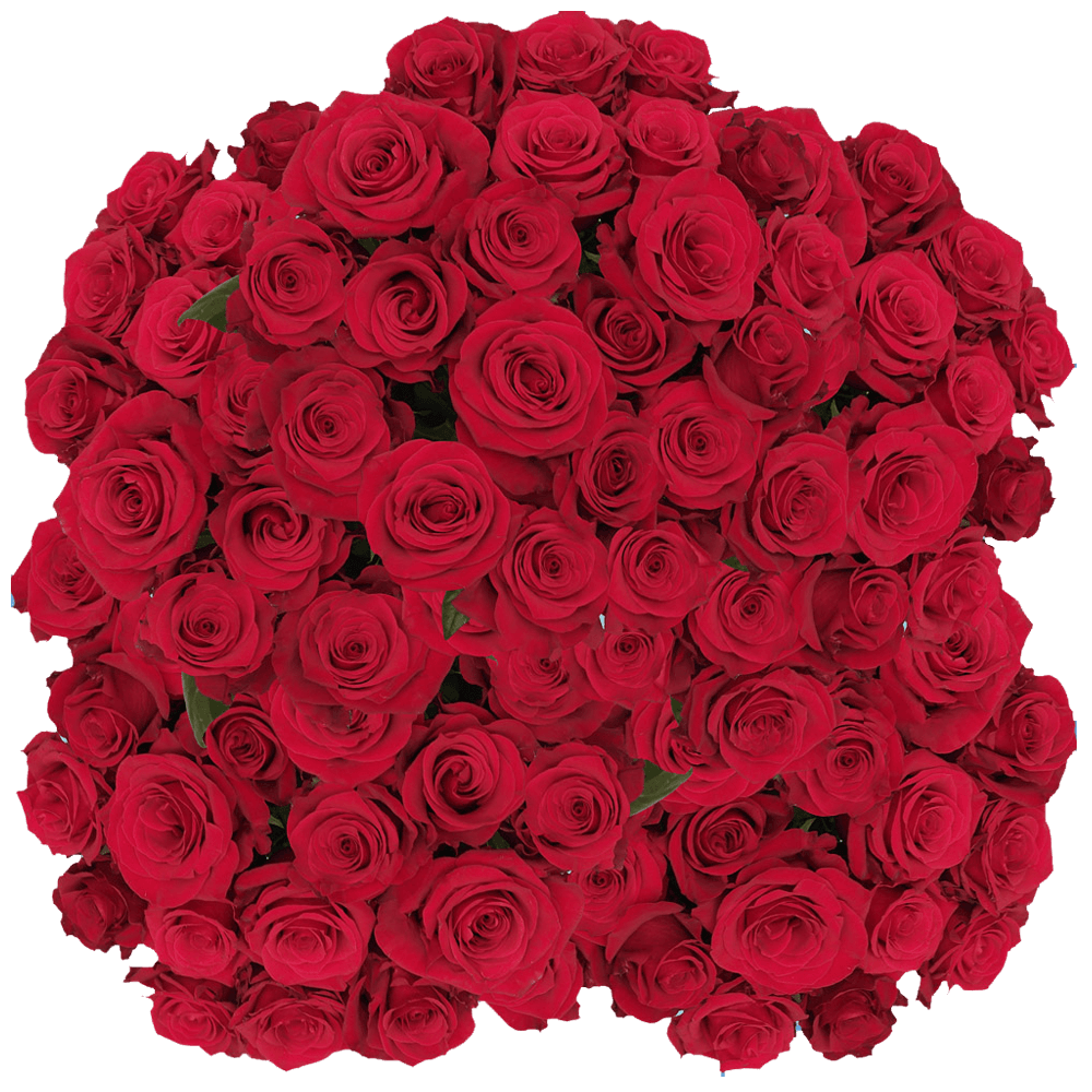 Buy Scarlet Red Roses Wholesale Prices Online