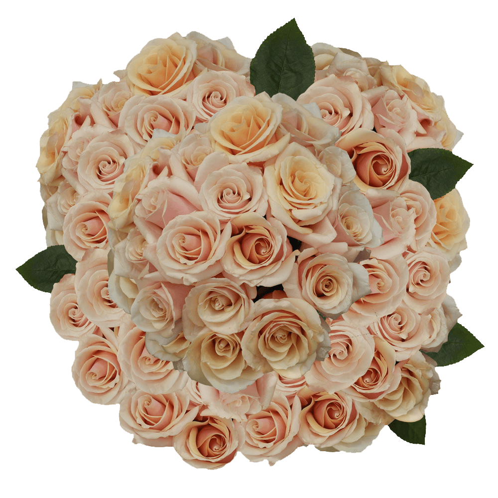 Buy Soft Pink Mother of Pearl Roses Flower Delivery