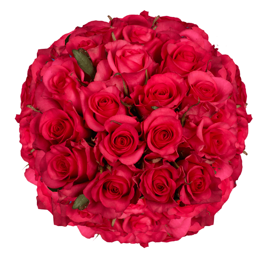 Buy Solid Hot Pink Roses For Sale