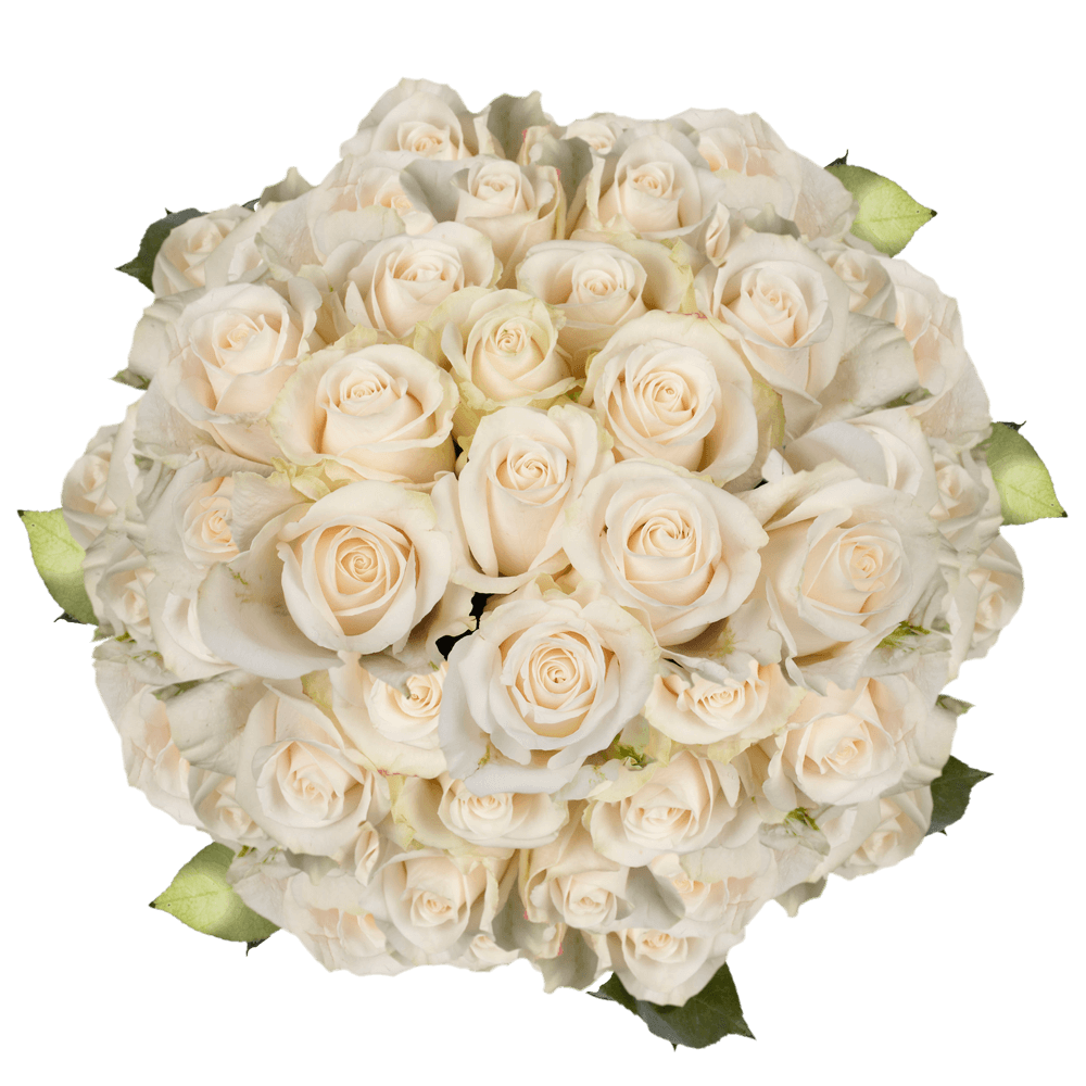 Buy Solid Ivory Roses For Sale