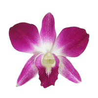 Orchids Sonnia 40 (OC) For Delivery to Fort_Bragg, North_Carolina