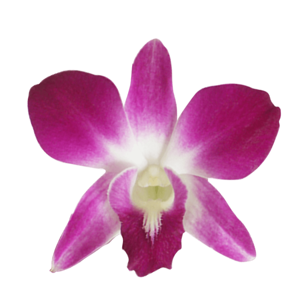 Buy Sonia Dendrobium Orchids Cheap Flowers Online