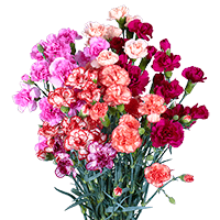 Qty of Novelty Spray Carnations For Delivery to Burlington, Vermont