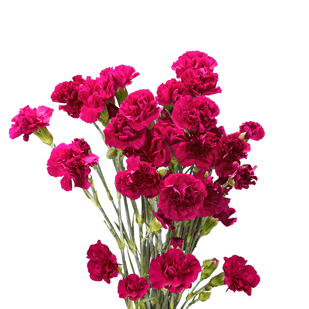 Qty of Purple Spray Carnations For Delivery to Turlock, California