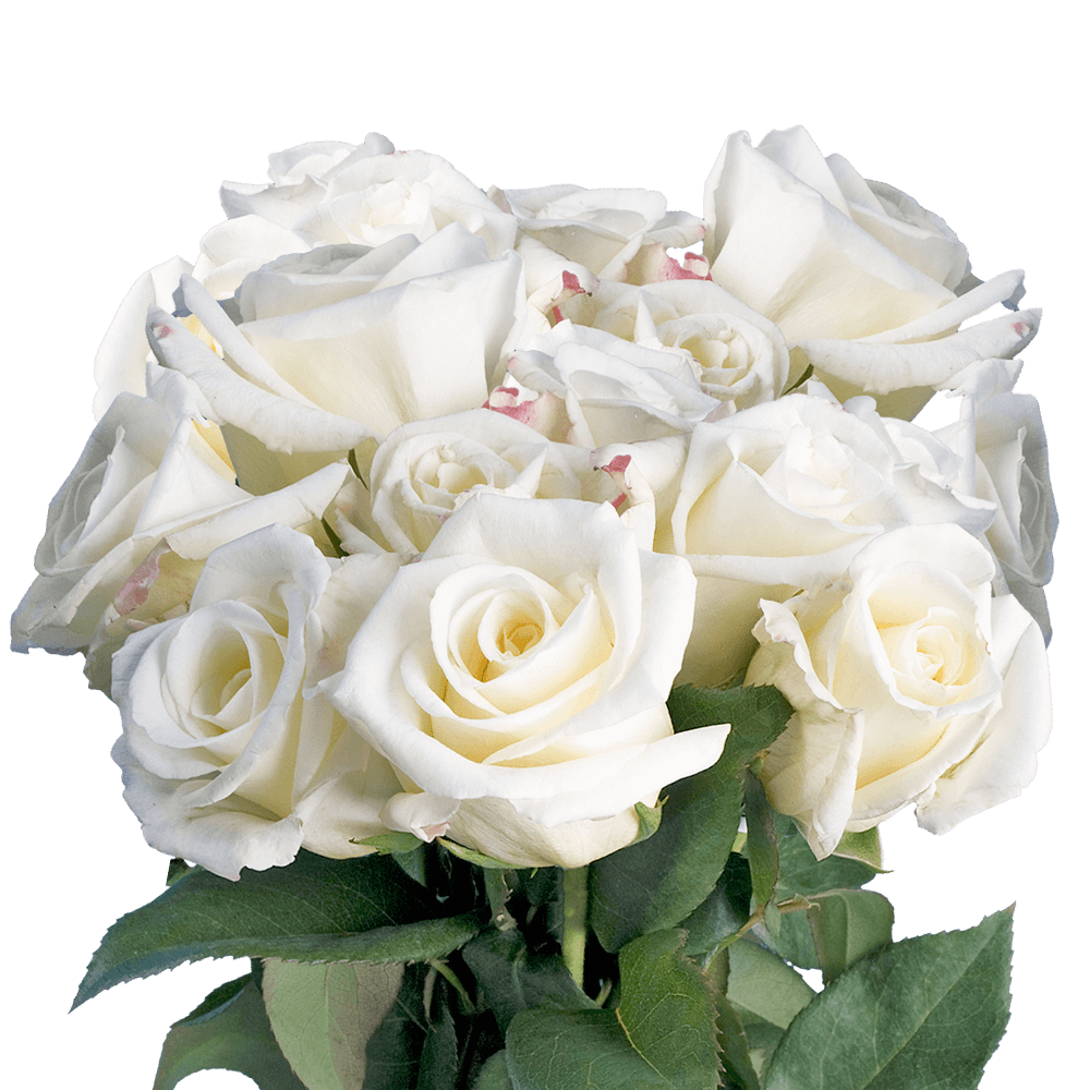 Buy White and Pink Roses