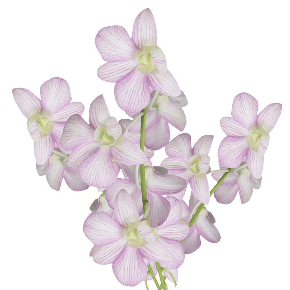 Buy White & Purple Lai Sirin Orchids Fresh Cut Flowers