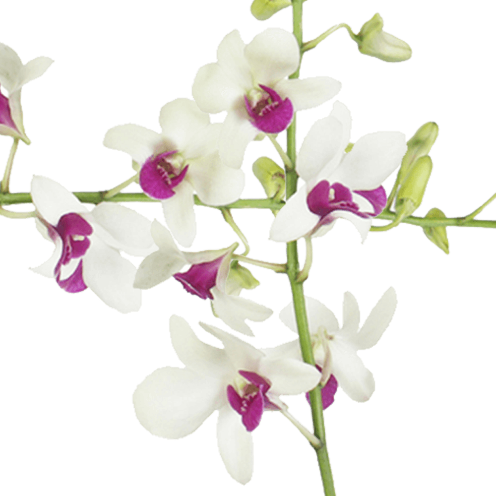 Buy White & Purple Red Lip Orchids Flowers Delivery Online