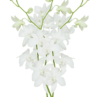 (OC) Orchids White Galaxy 20 For Delivery to Saline, Michigan