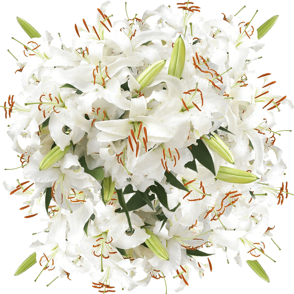 Buy White Oriental Lilies