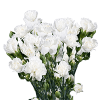 Qty of White Spray Carnations For Delivery to Pine_Bluff, Arkansas
