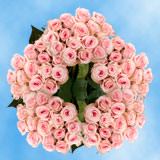 (HB) Rose Sht Pink