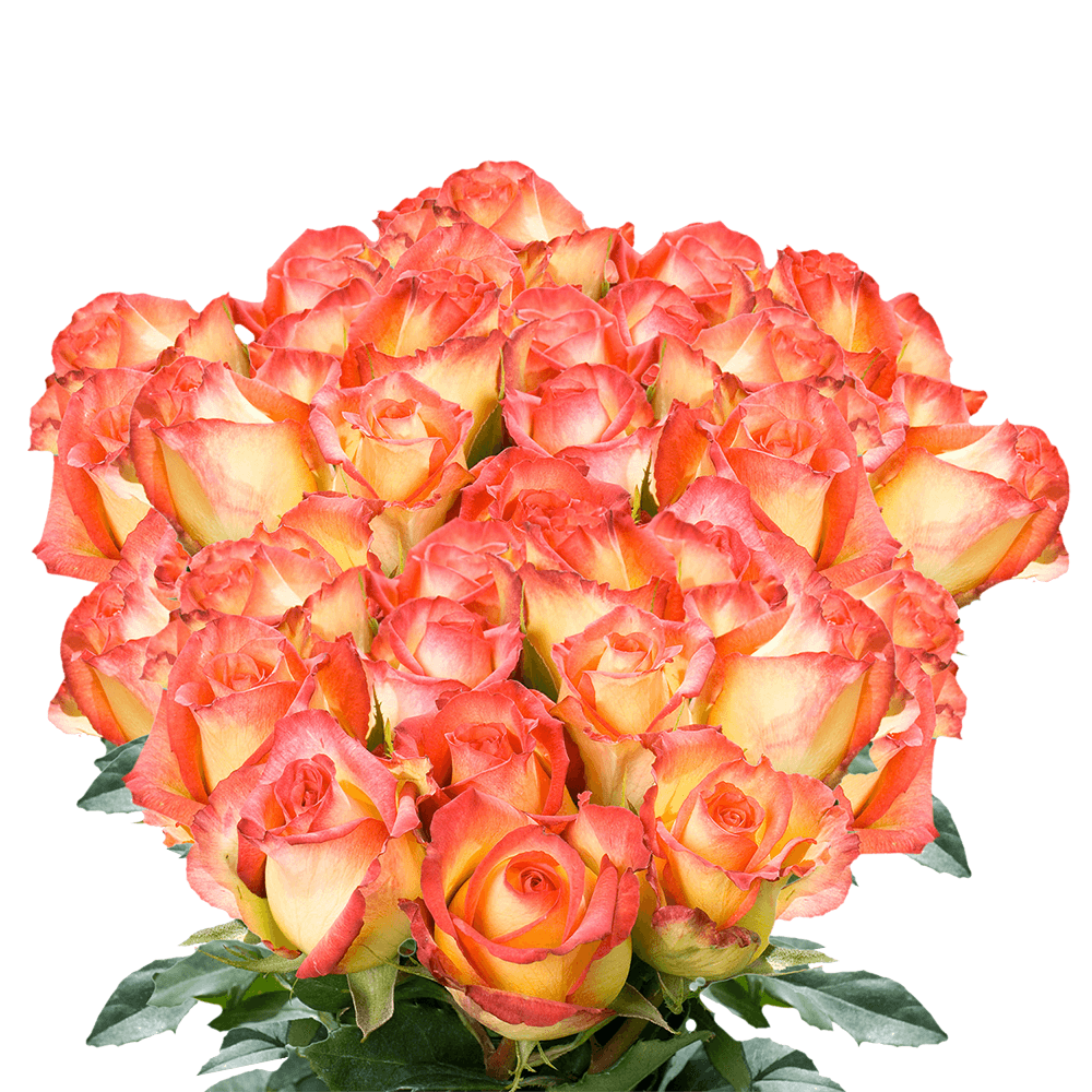 Buy Yellow and Red Roses Cheap Online