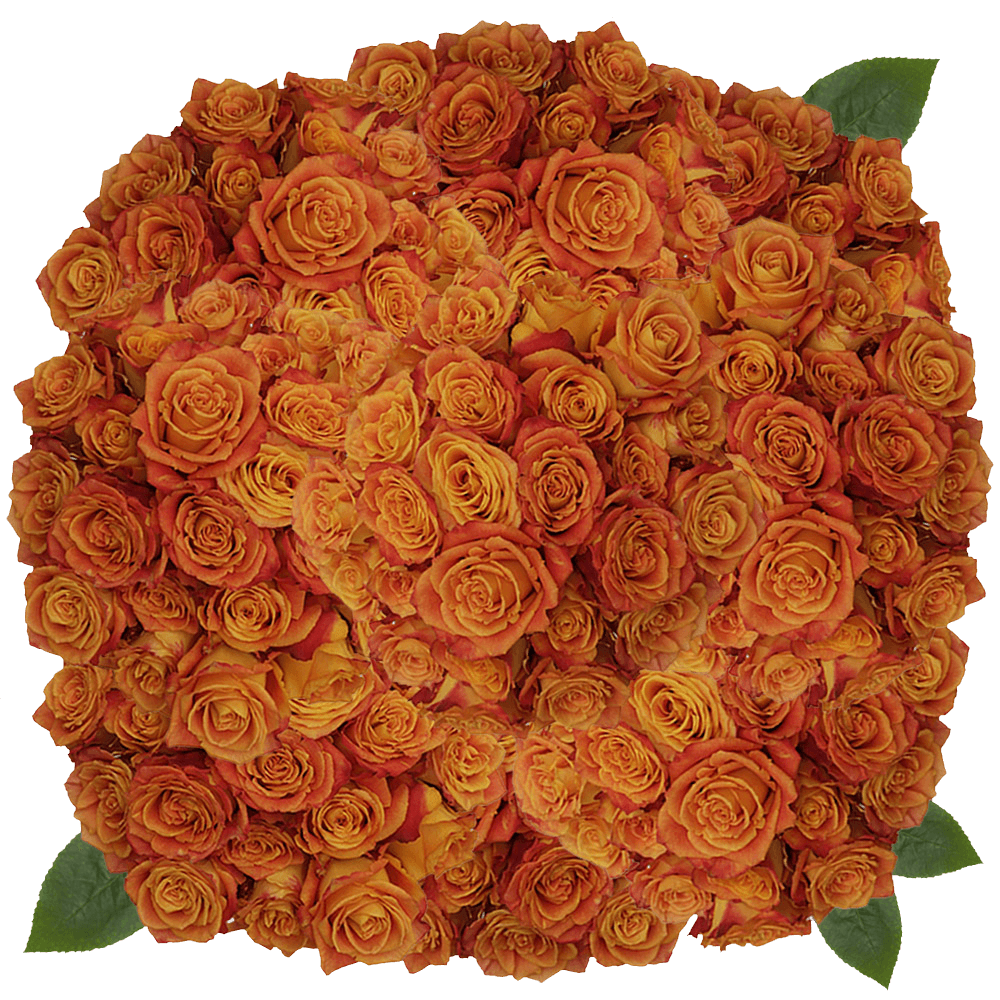 Buy Yellow and Red Silantoy Roses Flowers Online