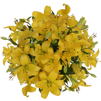 (OC) Asiatic Lilies Yellow 2 Bunches For Delivery to Lake_Havasu_City, Arizona