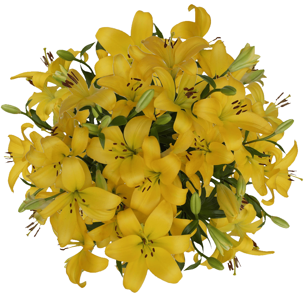 Buy Yellow Asiatic Lilies
